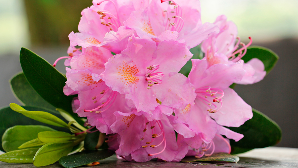 Azalleblüte