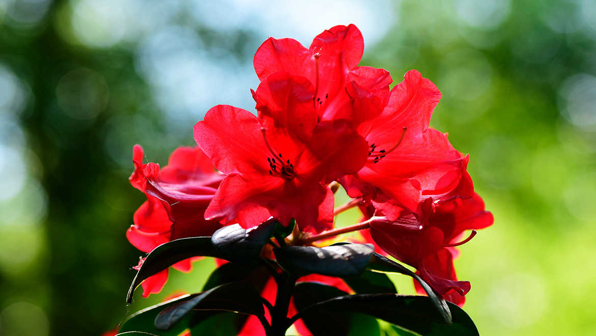 Azaleeblüte