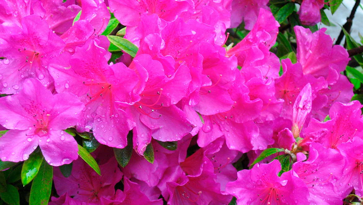 Azaleeblüte